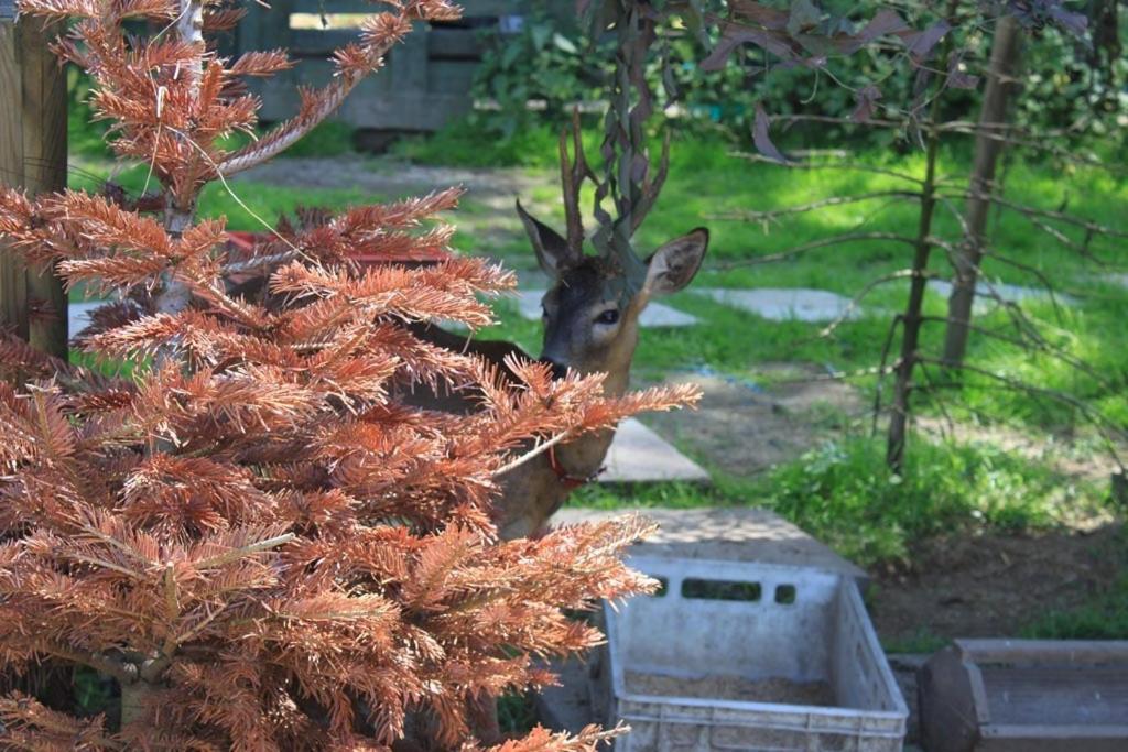 Agromurena Gryfów Śląski Esterno foto
