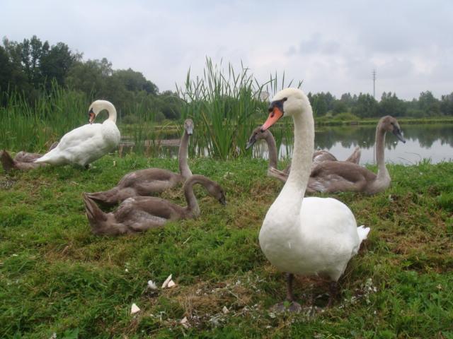 Agromurena Gryfów Śląski Esterno foto